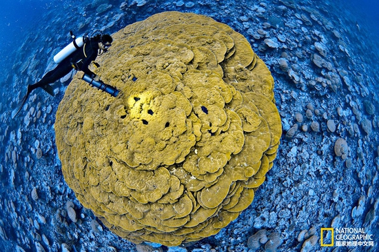 金曼礁國家紀念區(qū)，太平洋攝影：Brian Skerry，國家地理創(chuàng)意版