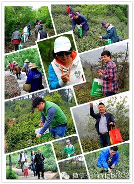 在這么美的地方體驗(yàn)采茶，簡(jiǎn)直太有感覺了