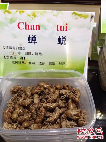 你可能沒想到，這個(gè)知了幼蟲退下的皮還是一味藥，對(duì)嗎？