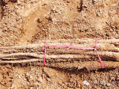 工人們挖好的山藥，整齊地躺在田地上