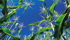 玉米割苗能增產20%～30%？不靠譜！