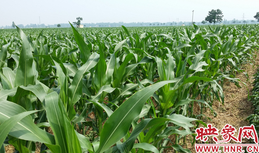 種植其他品種的玉米苗枝粗葉大，郁郁蔥蔥