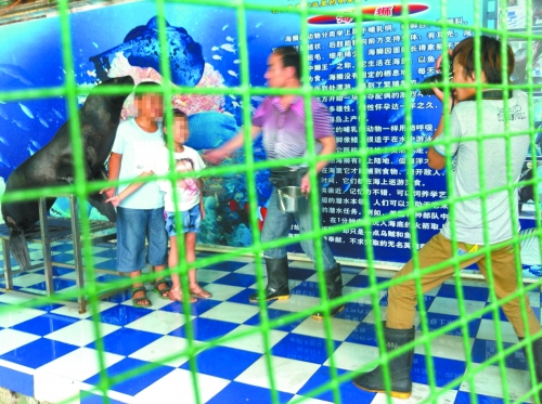 海獅就這樣被飼養(yǎng)員和攝影師擺弄，稍不聽話就會遭到毒打。