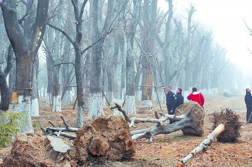 老樹之殤，令人扼腕。