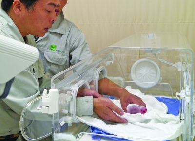 大陸贈(zèng)臺(tái)大熊貓“圓圓”誕下第一胎