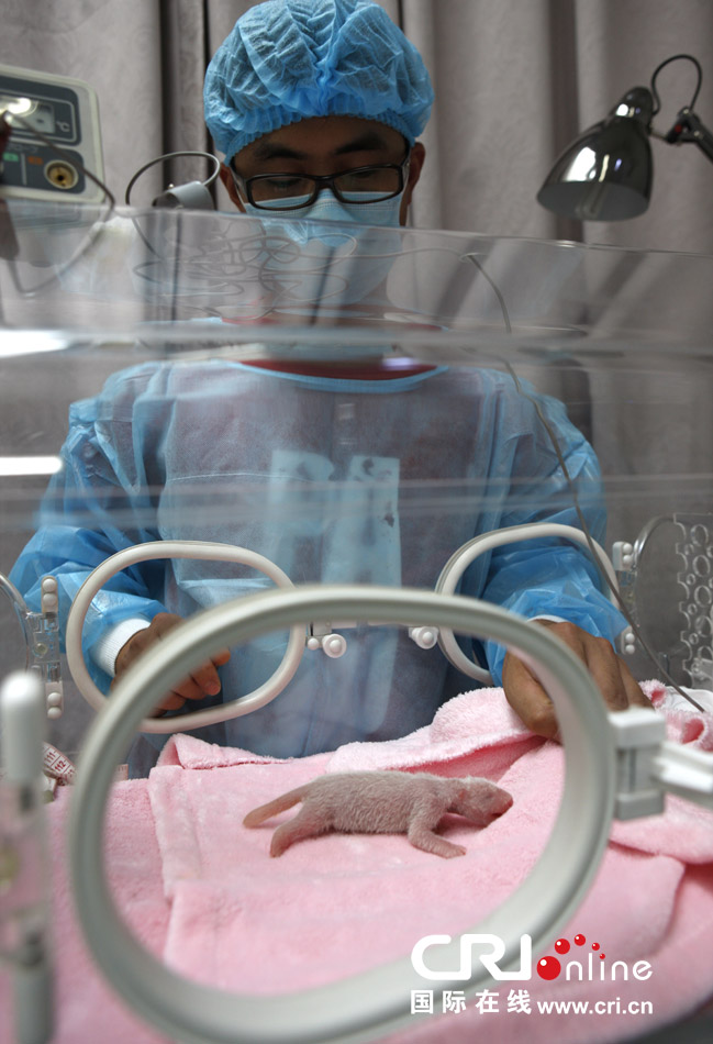 2013年7月11日，成都大熊貓繁育研究基地月亮產(chǎn)房，工作人員在照顧新生大熊貓寶寶。