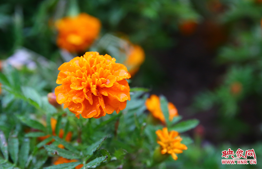 一場秋雨洗去花朵上多日來的塵埃，嬌艷欲滴。