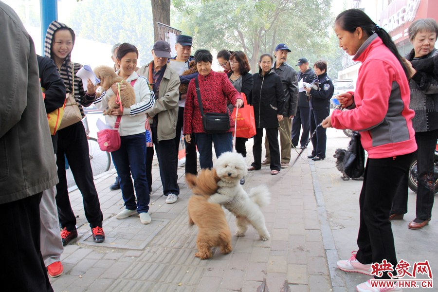 在辦狗證現(xiàn)場，兩只狗狗歡樂地在一起玩耍