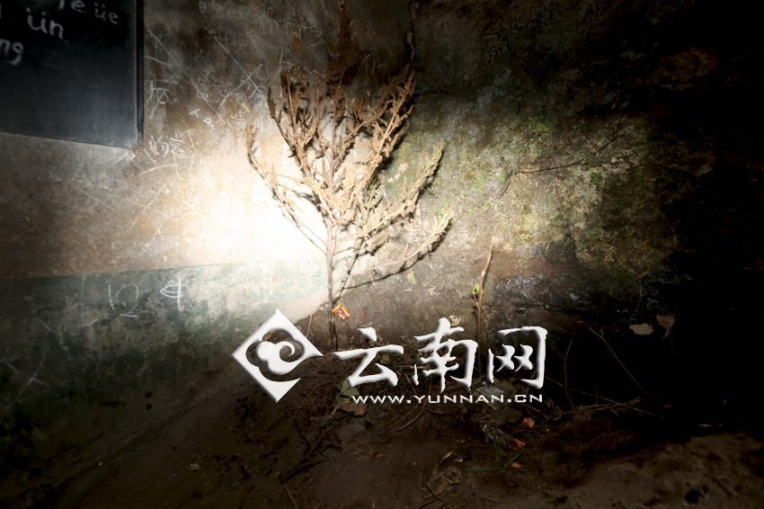 　教室里沒有燈，光線太暗，村民便種下了野蘇麻，希望教室有綠色，讓孩子們看到“希望”。 徐弘毅 攝