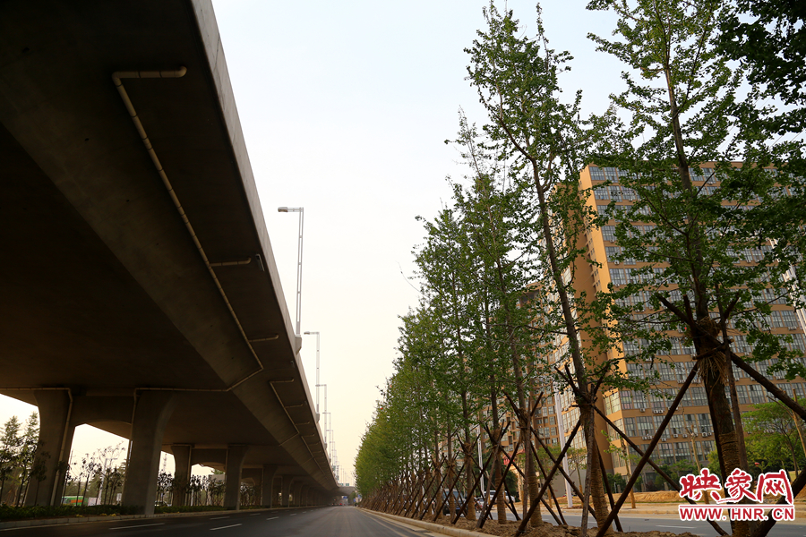 三環(huán)快速路旁的銀杏樹 三環(huán)快速路旁的銀杏樹