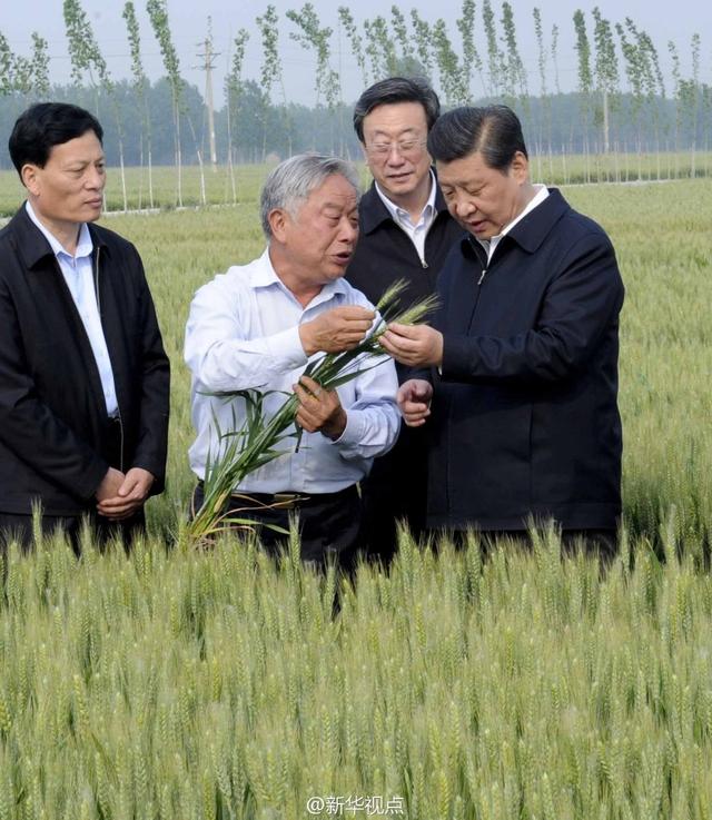 習(xí)近平走進糧田,看麥穗灌漿,問農(nóng)田建設(shè)。