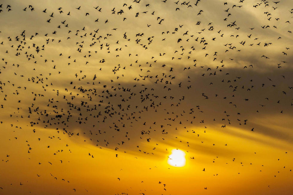 江蘇省連云港市贛榆區(qū)上空出現(xiàn)火燒云景觀，成群海鳥迎著霞光在天空中翩躚起舞，場(chǎng)面蔚為壯觀。