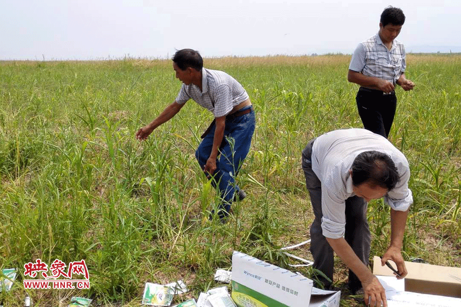 村民在撿拾散落的農(nóng)藥袋，身后是被毀的玉米。