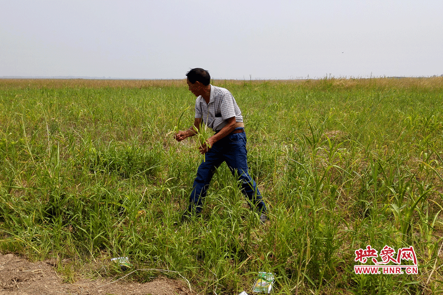 被農(nóng)藥摧毀的玉米。