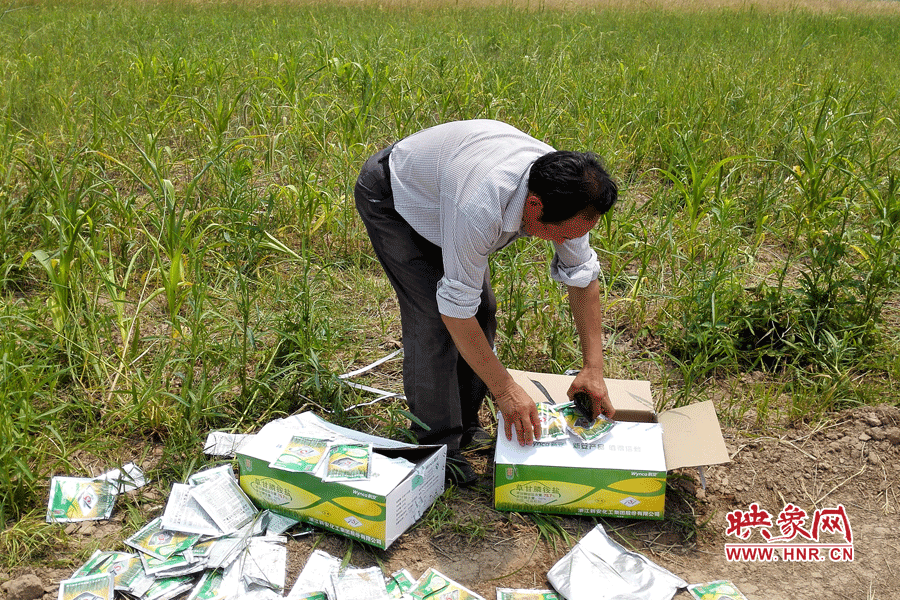 村民察看摧毀玉米的農(nóng)藥。
