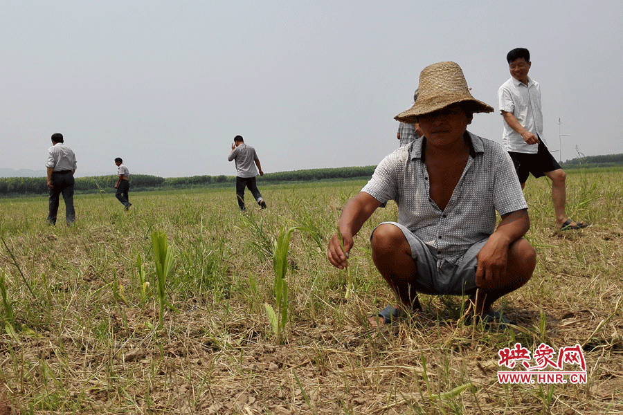 村民手捧殘留的玉米，欲哭無(wú)淚。