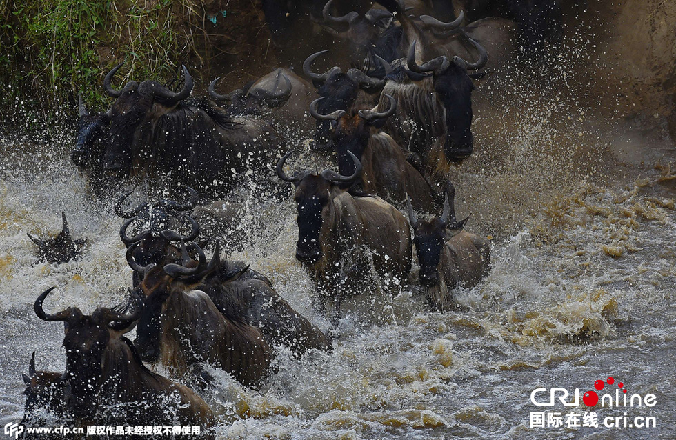 當(dāng)?shù)貢r間2015年9月4日，肯尼亞馬賽馬拉，角馬大遷徙。