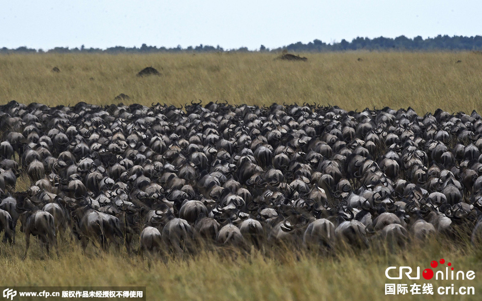 當(dāng)?shù)貢r間2015年9月4日，肯尼亞馬賽馬拉，角馬大遷徙。
