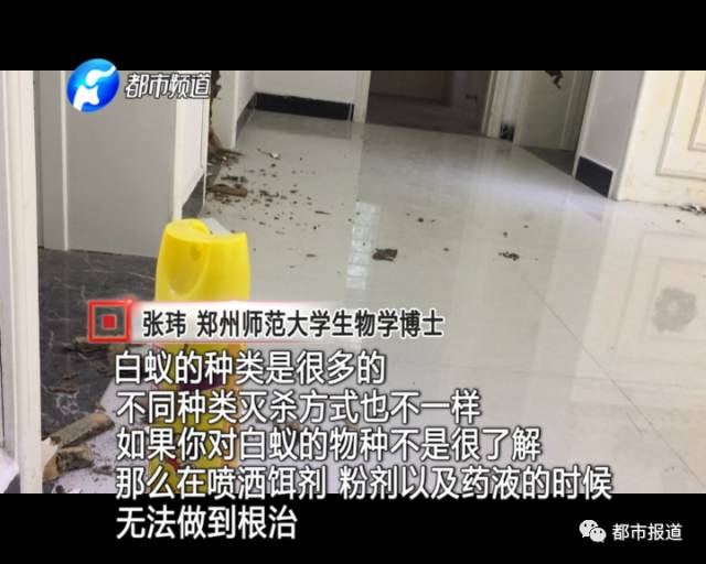 蟻?zhàn)宕筌娙肭?！十幾萬裝修的新家被“吃掉”