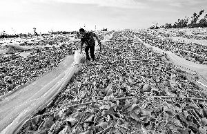 12日，工人在海南省樂東縣佛羅鎮(zhèn)清理被臺(tái)風(fēng)刮爛的哈密瓜薄膜架子。 新華社發(fā)