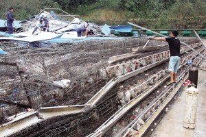 11月13日，位于三亞市吉陽鎮(zhèn)的三亞市菜籃子蛋雞基地，工人們正在搶修雞舍設(shè)施。