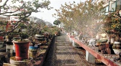 劉光嘉出示博物館內(nèi)部圖片中，擺放著各種盆景。