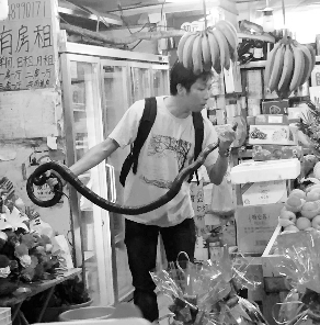 捕蛇專家張亮抓住眼鏡王蛇。信息時報記者 康健 翻拍