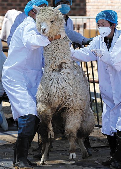 好強(qiáng)壯！我真的不是虛胖，兩三個(gè)人別想控制我。