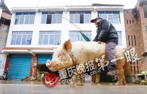 蔣大爺騎著他的種豬出門，回頭率很高。