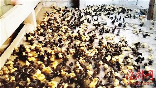 為了討薪，何某相將1130多只鴨苗趕到對方家里