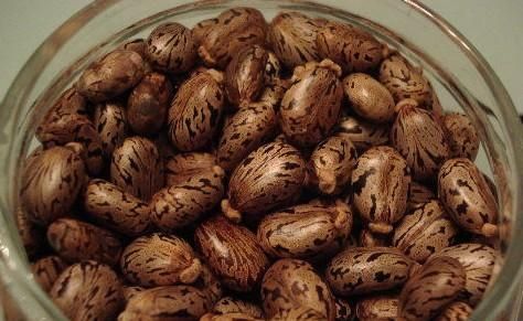 蓖麻子中含蓖麻毒蛋白及蓖麻堿，特別是前者，會引起中毒。網(wǎng)絡(luò)截圖