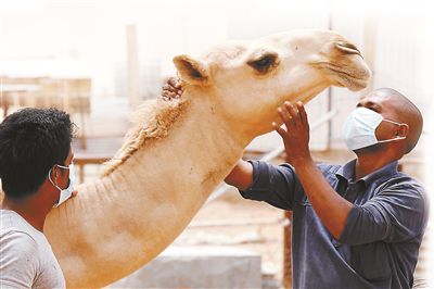 5月12日，印度工人在沙特利雅得外的一家農(nóng)場與駱駝接觸時(shí)戴著口罩