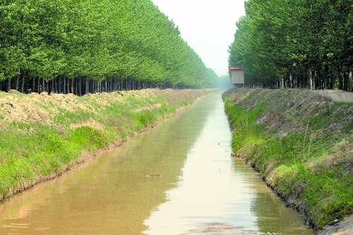 黃河引水支渠上游沖下來(lái)大量死魚(yú)