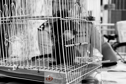 “別看俺個子小，中國很稀少！”