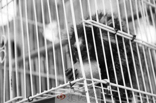 “不要盯著俺看，俺害羞……”（設計臺詞）