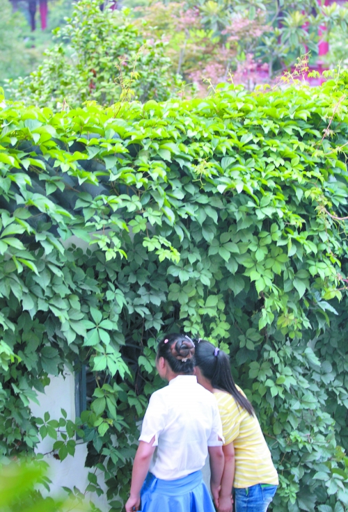 外面的游客正通過(guò)墻上的鏤空的窗，向夢(mèng)溪園內(nèi)觀望。