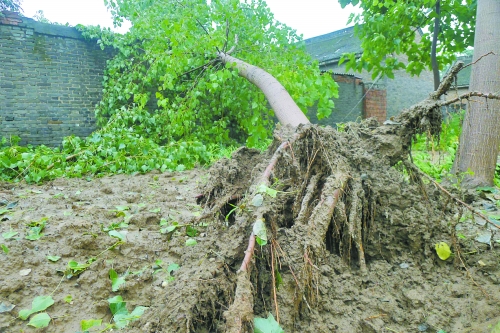 在焦作馬村區(qū)白莊老村，大樹被狂風(fēng)刮倒。