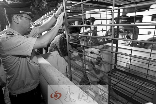 相關(guān)部門將加強(qiáng)管理，今年12月起烈性犬一律沒收。 （資料圖）