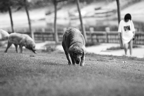 　喜歡養(yǎng)大狗狗的朋友，要抓緊給愛(ài)犬在郊外安個(gè)家哦！