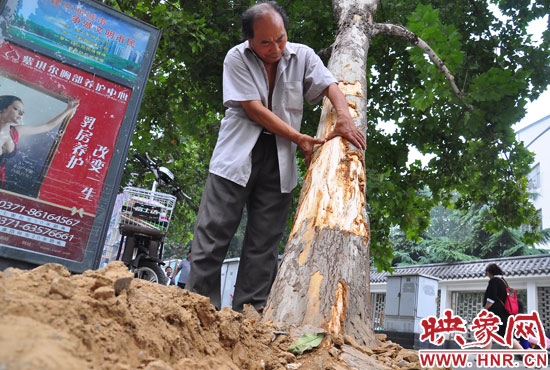 法桐受傷嚴(yán)重，樹皮上還沾著不少玻璃。