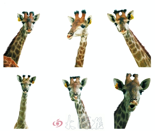 不是我們“高高在上”，只是個(gè)子太高就看看臉吧！