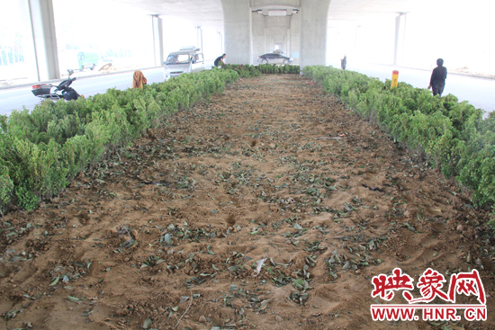 4月17日，當記者經(jīng)過該路段時，發(fā)現(xiàn)那些“大葉女貞”并沒有繼續(xù)留在橋下生長，而是被悄悄移走了。