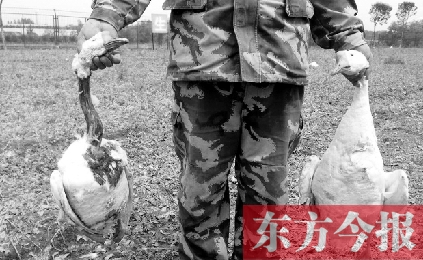 濟(jì)源一山間農(nóng)場遭襲，死傷200多只大鵝