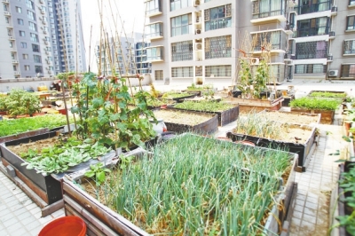  小區(qū)3層商鋪的樓頂是個大平臺，個人圍起來的“小菜園”約有50多個。