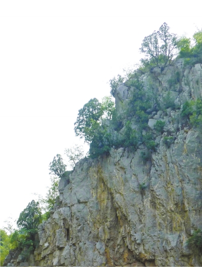 南太行山崖長的只是側柏,不是崖柏。