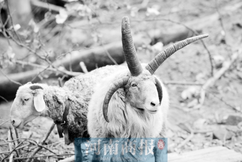 “咩……我的原主人說，他養(yǎng)了一輩子羊，也沒見過我這種情況”