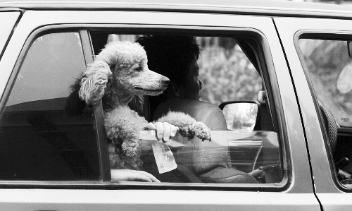 再帶著寵物出門坐出租車，可得想好了