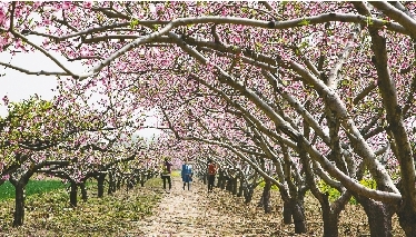 　郊外花海惹人醉。