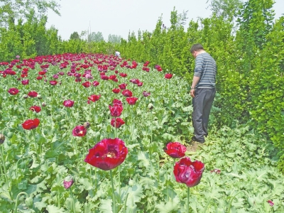駐馬店千株罌粟藏身黃楊林 過(guò)路司機(jī)發(fā)現(xiàn)后舉報(bào)