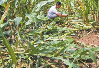 甕峪村一莊稼地，被野豬糟蹋的玉米。